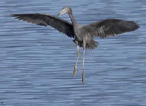little_blue_heron_XB6M1004