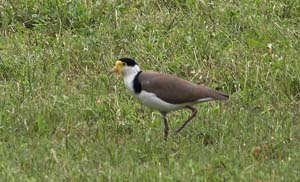 masked-lapwing_c9117