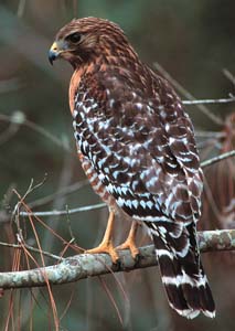 red_shouldered_hawk_01