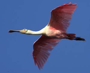 roseate_spoonbill_GV2S9364