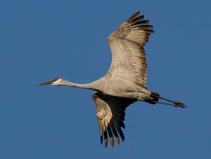 sand_hill_crane_B6M1995