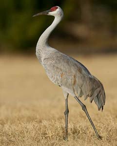 sandhill_crane_S4025