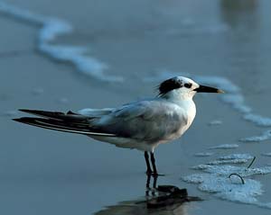 sandwich_tern