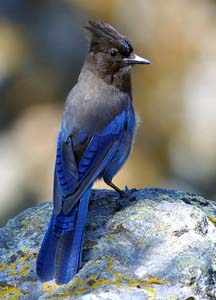 stellar_jay