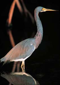 tricolored_heron_01