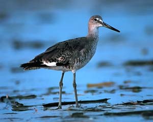 willet