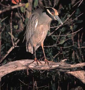 yellow_crowned_night_heron_01