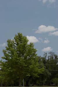 02_IMG_3124_polarizer