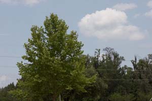 03_IMG_3131_nofilter