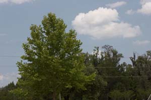 04_IMG_3130_polarizer