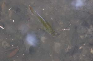 06_IMG_3170_polarizer