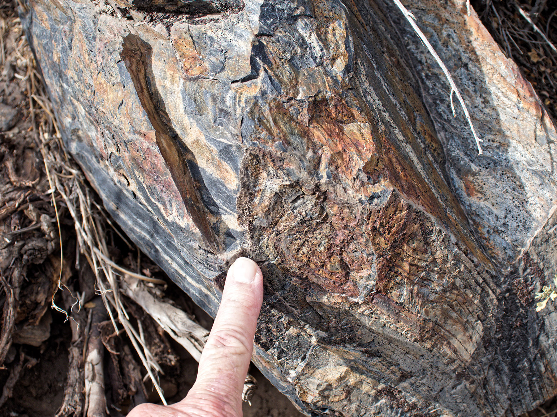 Distorted layers of hornfels, at base of Sevehah Cliff, Convict Lake