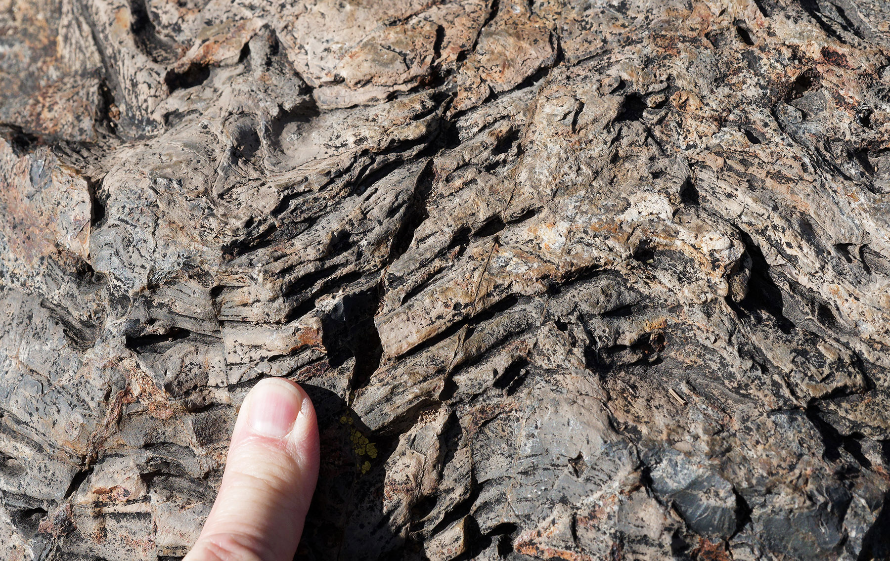 Weathered hornfels, Convict Lake