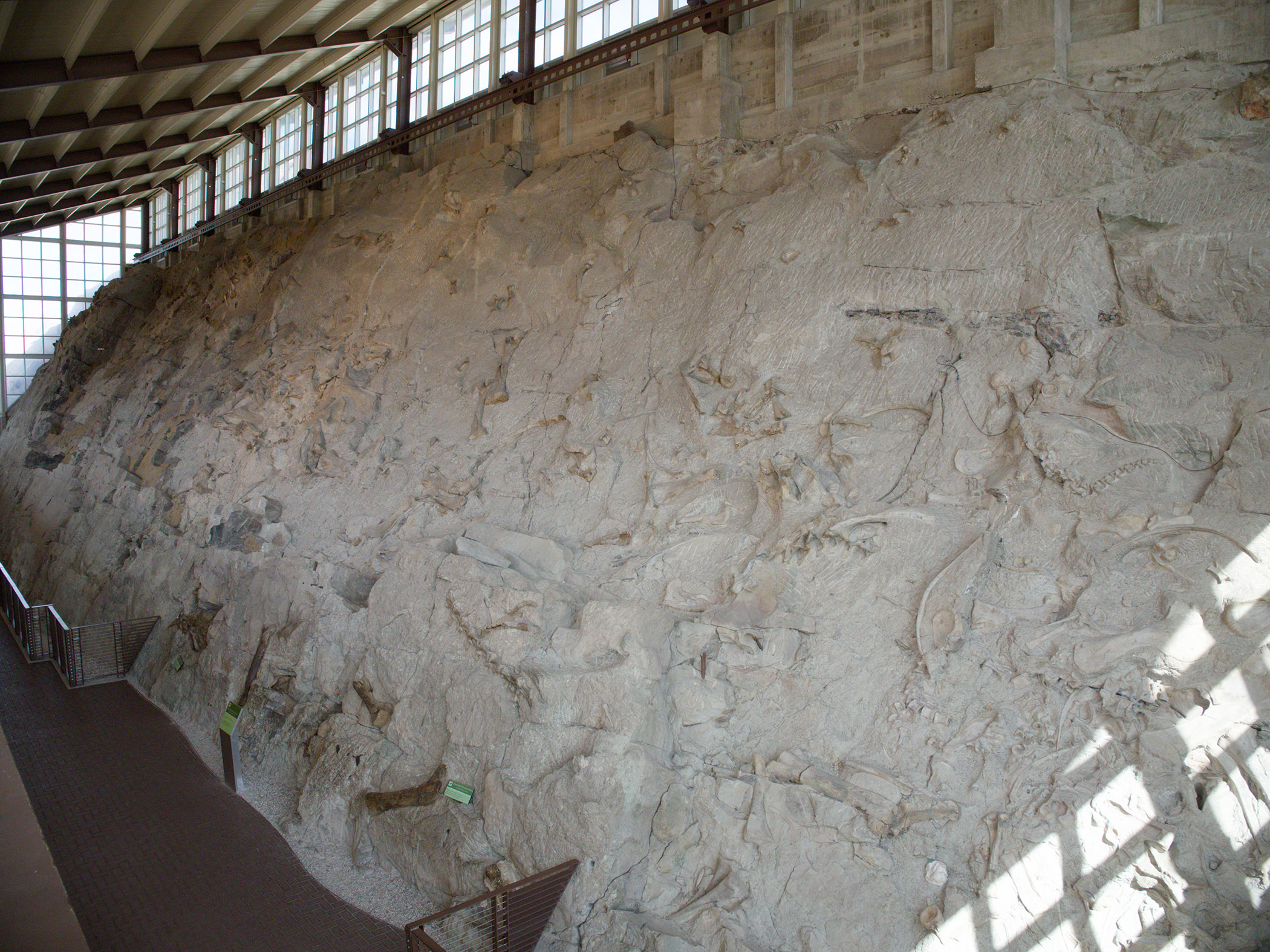 Partially excavated Morrison Formation Sandstone in the Dinosaur Quarry with partially exposed bone fossils.