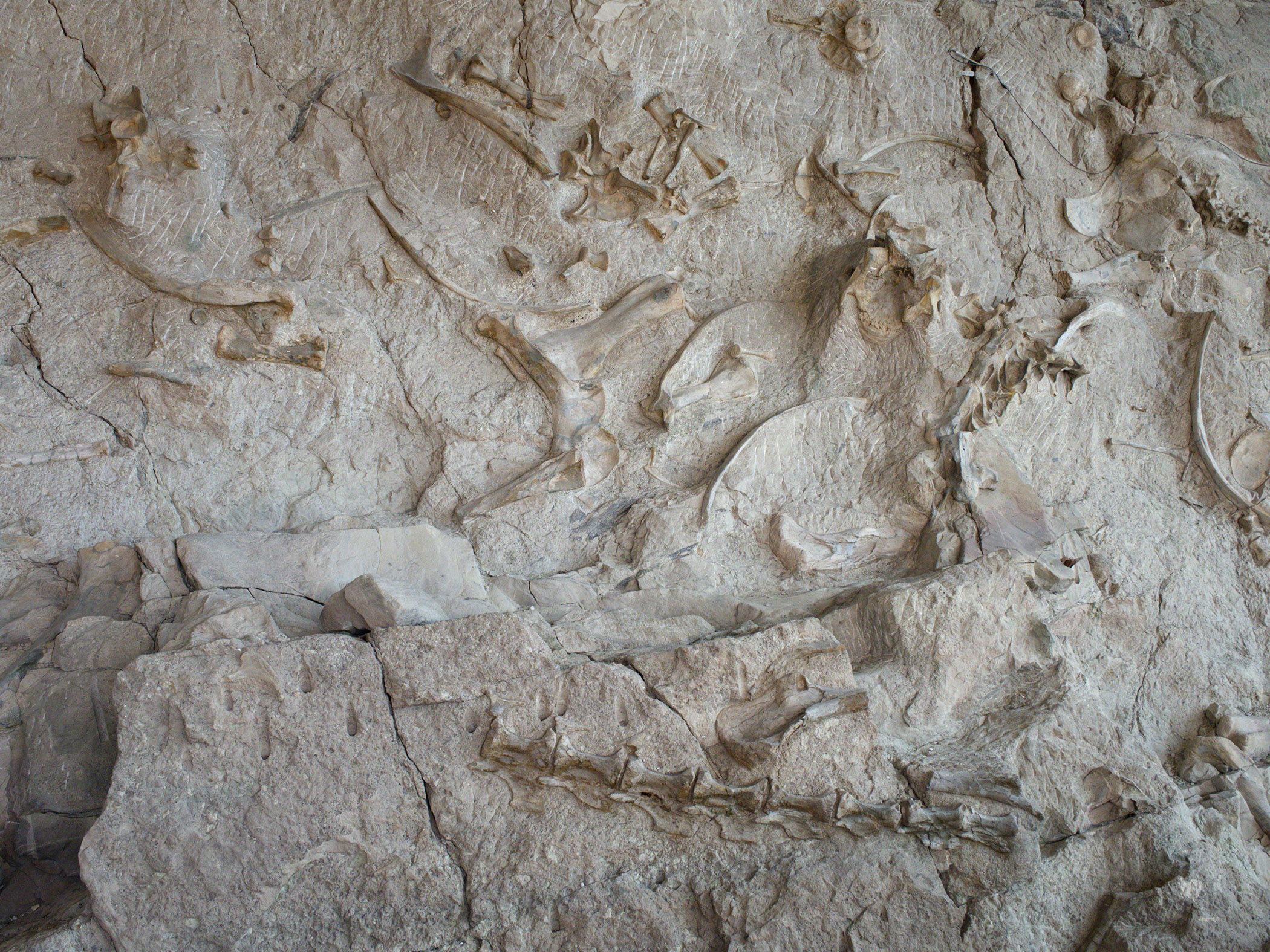 Partially excavated fossils in the Dinosaur Quarry.