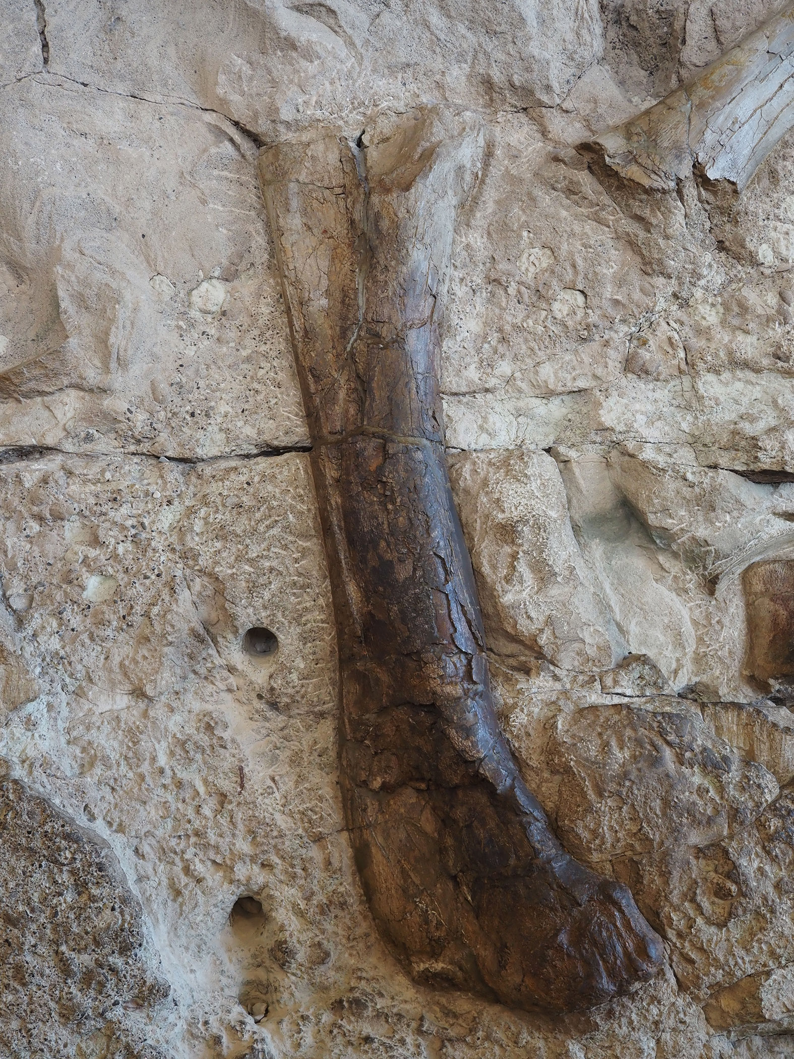 Fossilized dinosaur femur in the Dinosaur Quarry.