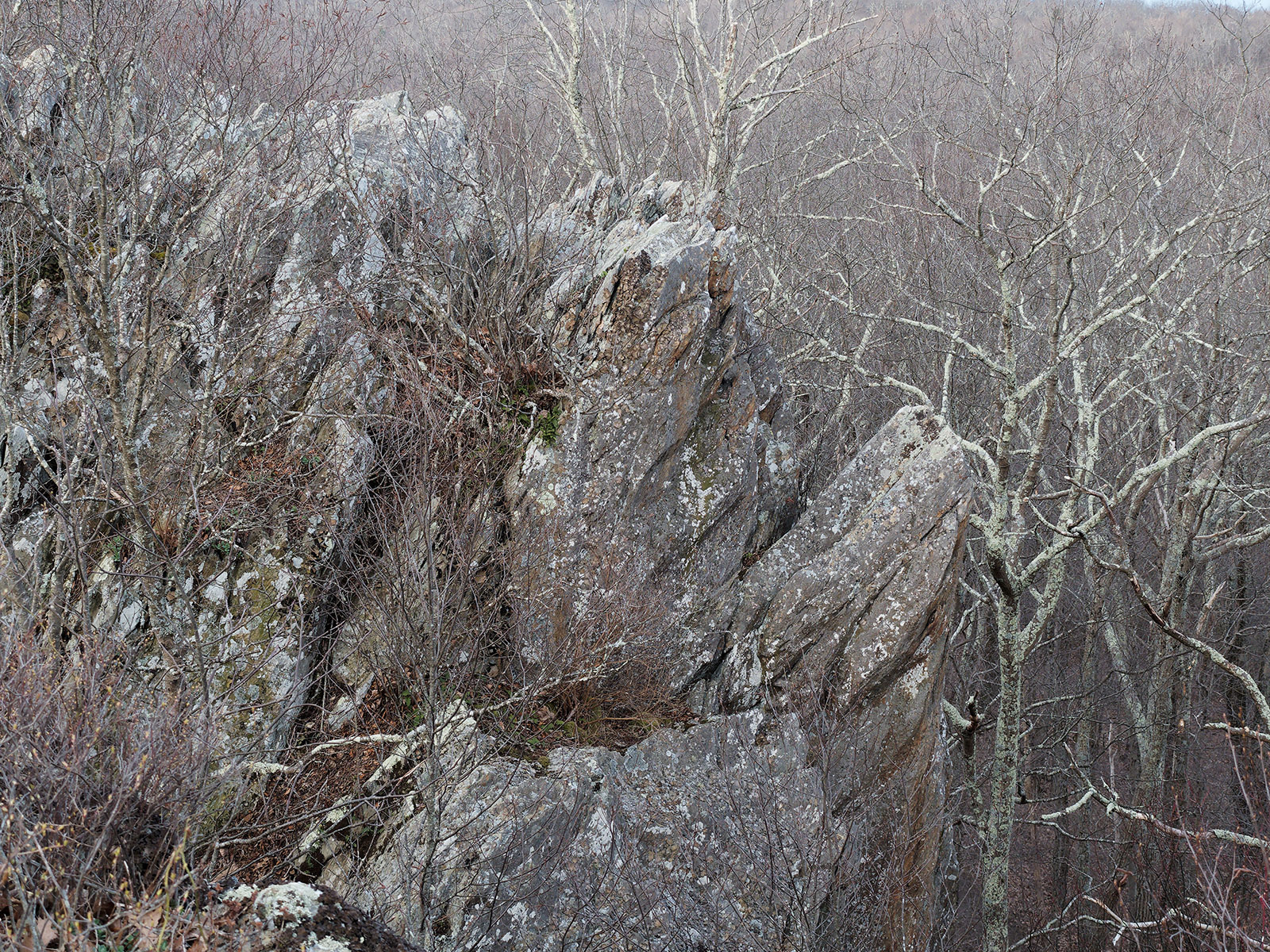 Heavily weathered and tilted columnar metabasalt.  Bearfence mountain.