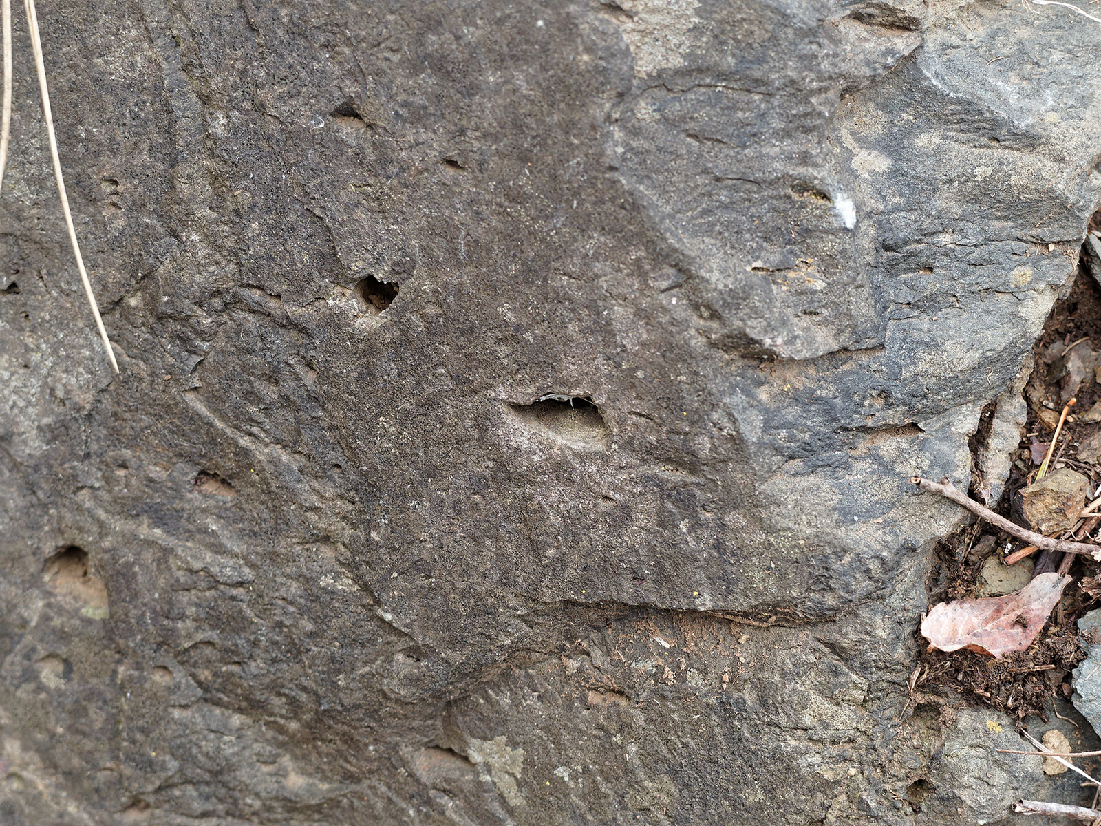 Vesicles in metabasalt where hot gas was trapped while the lava cooled.  Road cut at Signal Knob overlook on Skyline Drive.