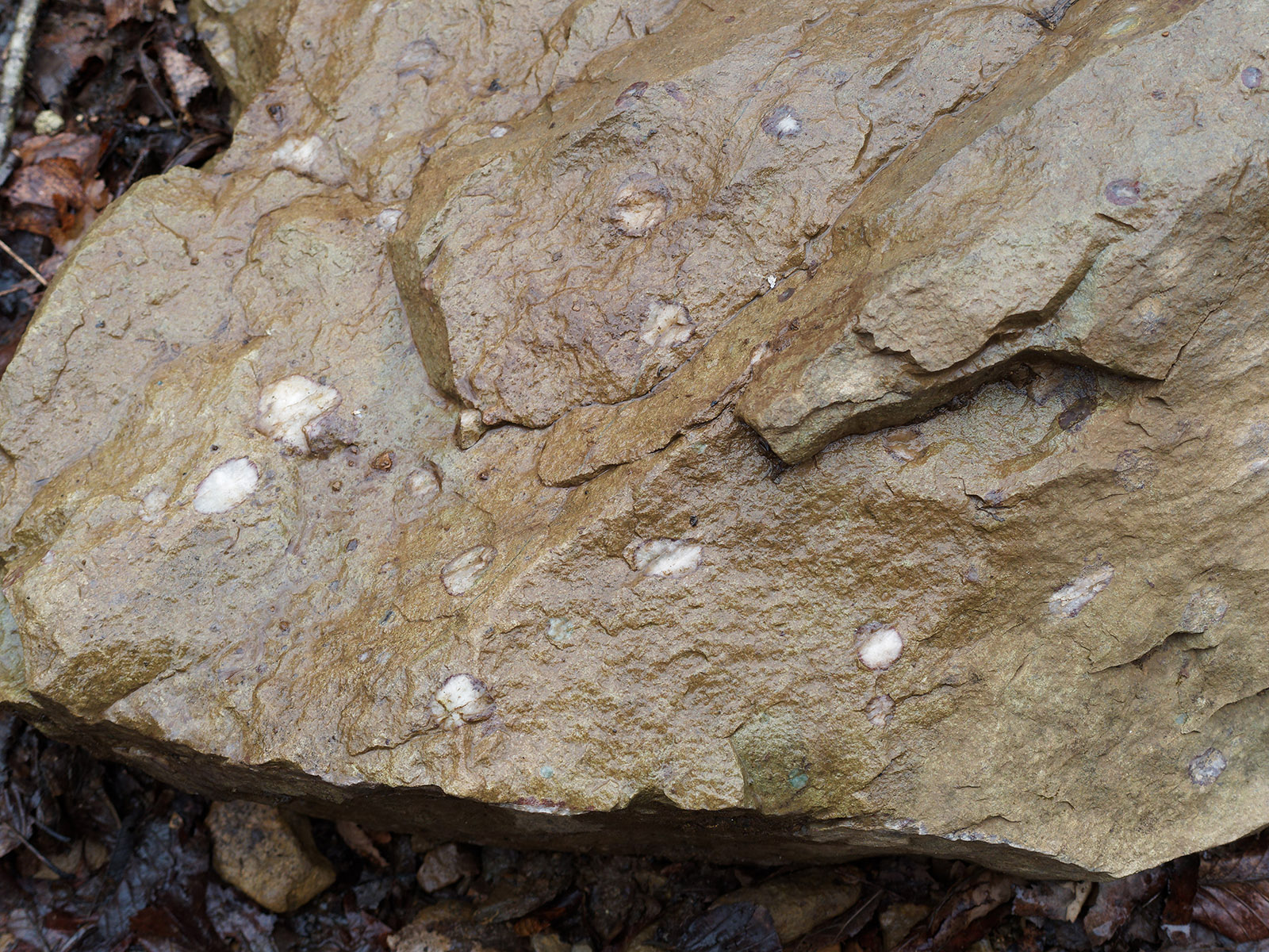 Wet amygdaloidal basalt in the stream area immediately above the main falls in Dark Hallow Falls area.  Amygdules are gas pockets that fill with minerals precipitated by hot water: quartz, feldspar, epidote and/or hematite.   The metamorphically harden to be more resistant to erosion than metabasalt and stick up from eroded surfaces.