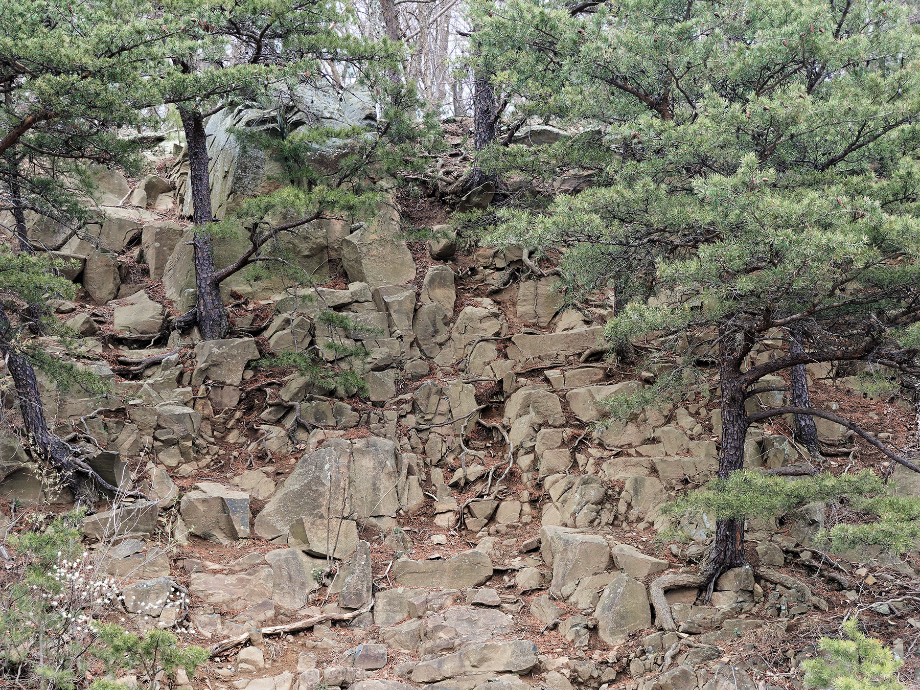 Layer of eroded sandstone between layers of metabasalt.  Catactin lava flows were periodic with 100’s to thousands of years for deposition of sedimentary interbeds such of this composed of sandstone.  It originated from deposition of silica-rich sediment from streams, rivers and lakes.  Road cut at Signal Knob overlook on Skyline Drive.