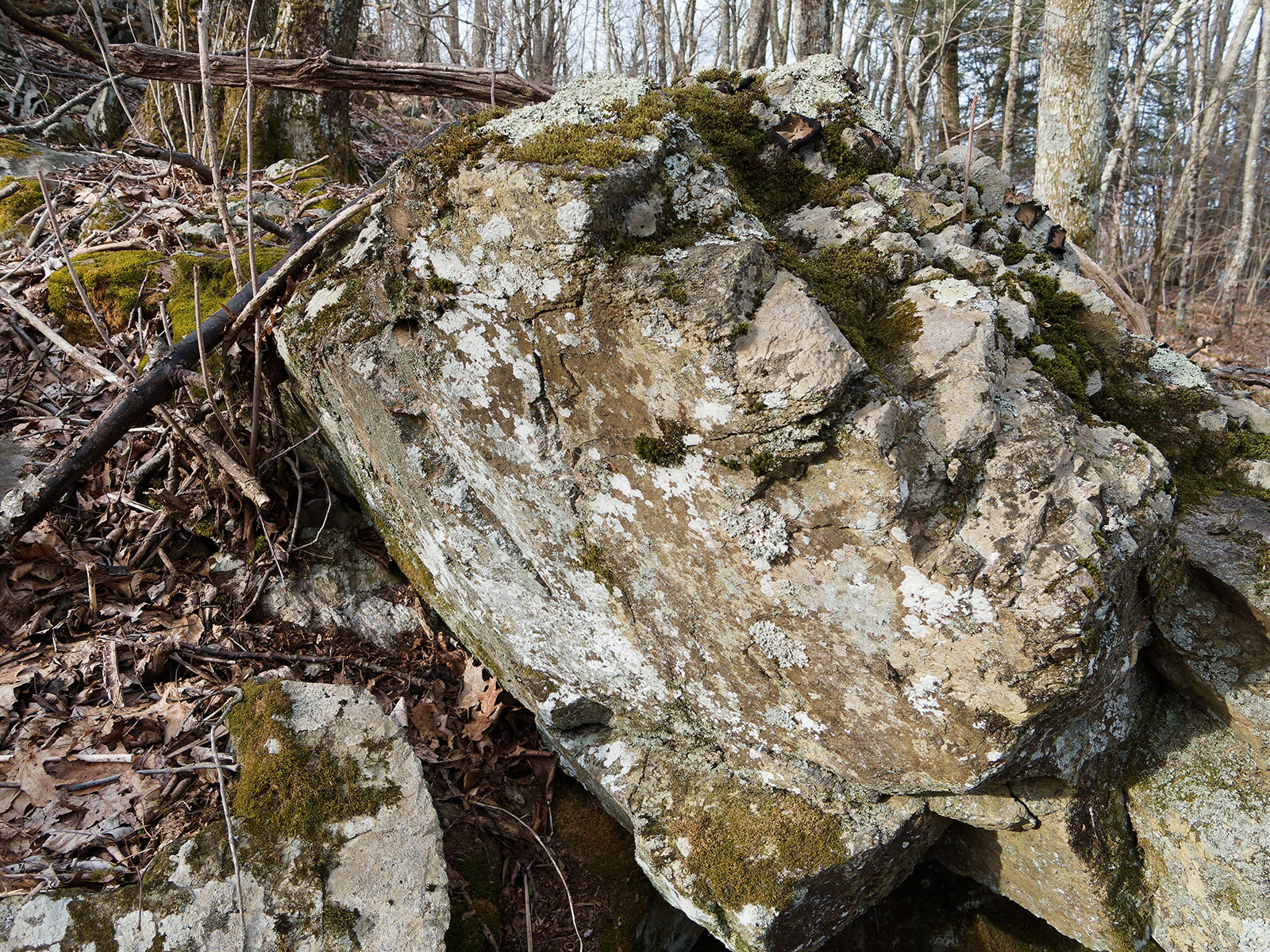 Swift run quartzite covered by lichen on the starting trail at the Bearfence Mountain Park area.