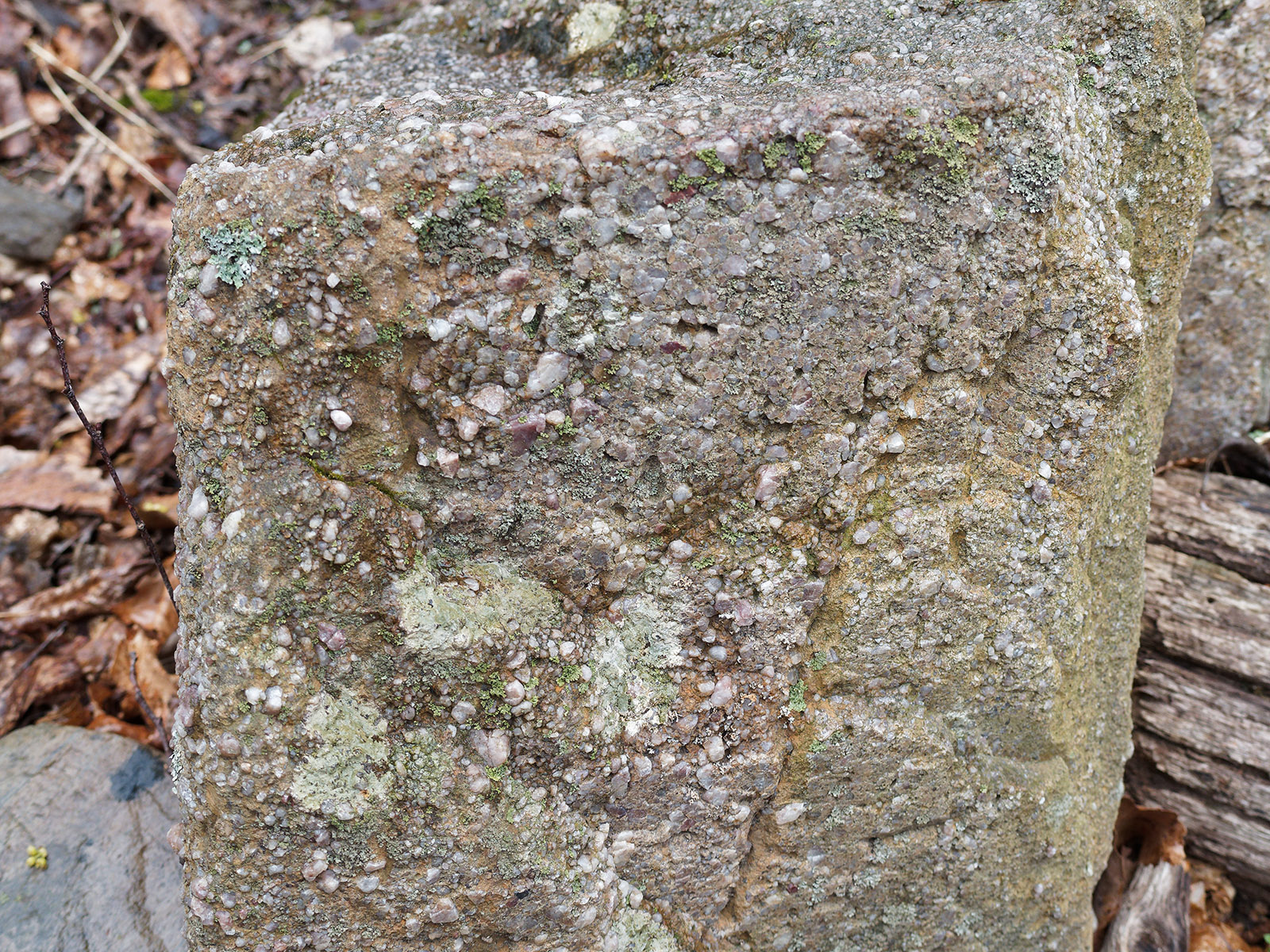 Coarse quartz pebble conglomerate from Weverton Formation on trail near Thornton River Trail area.