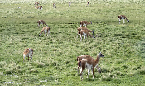 Guanacos