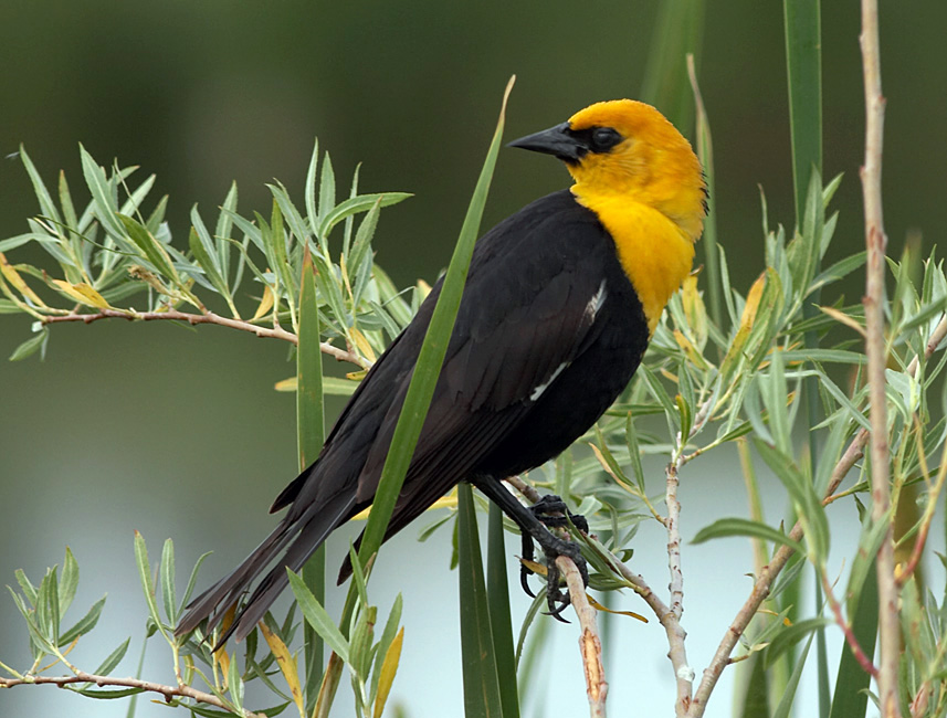 yellow-headed blackbird_IMG_1786